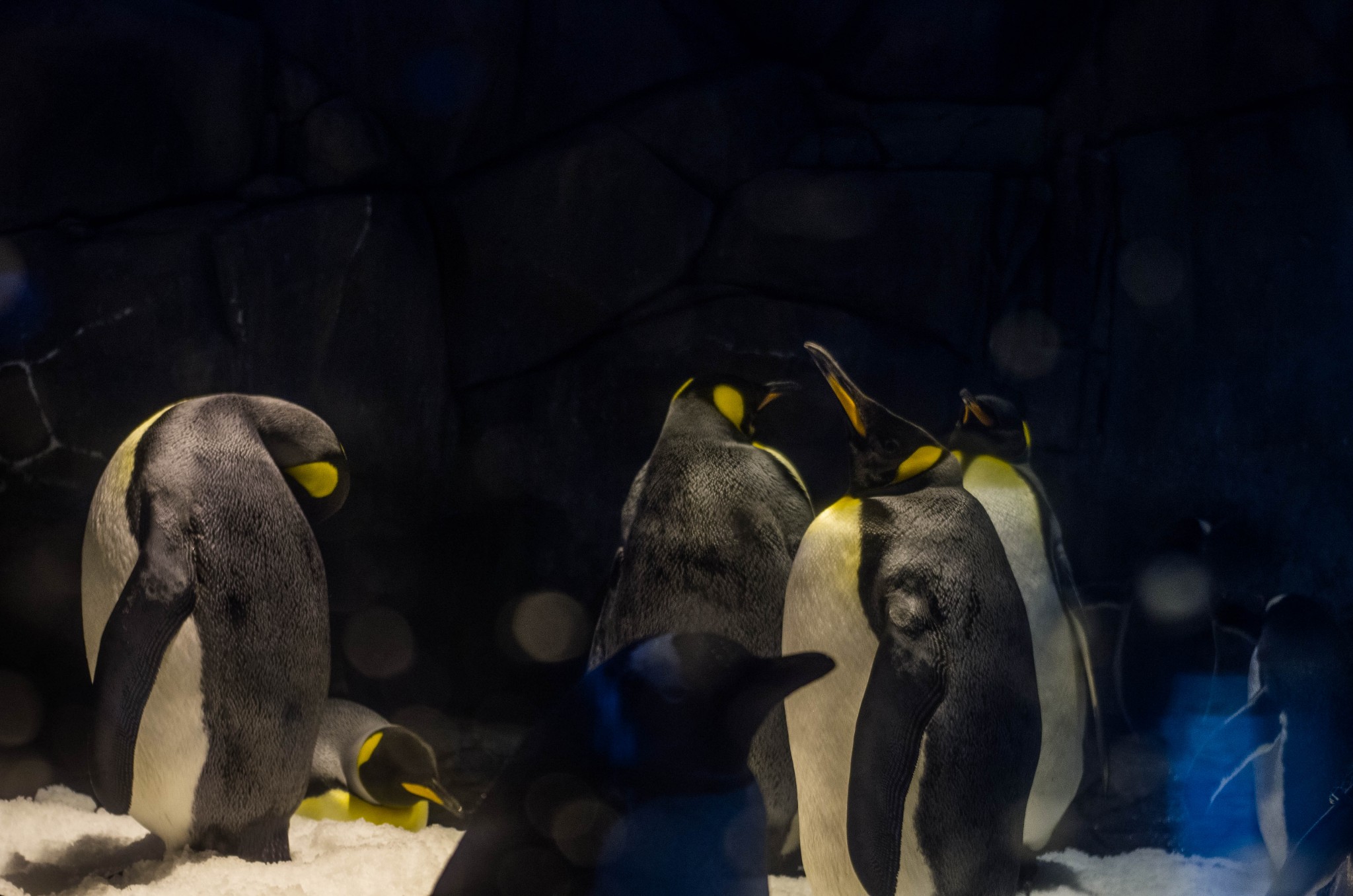 香港海洋公园现在盈利吗,香港海洋公园现在情况