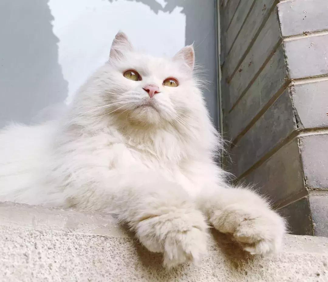 我们猫,我家猫只对我叫