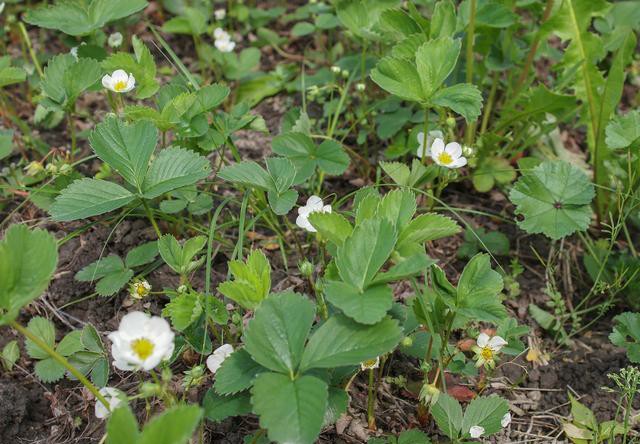 草莓叶子干了还是绿的,草莓叶子变黄是缺什么