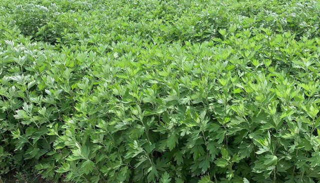 艾草种植经济价值,艾草加工致富新模式