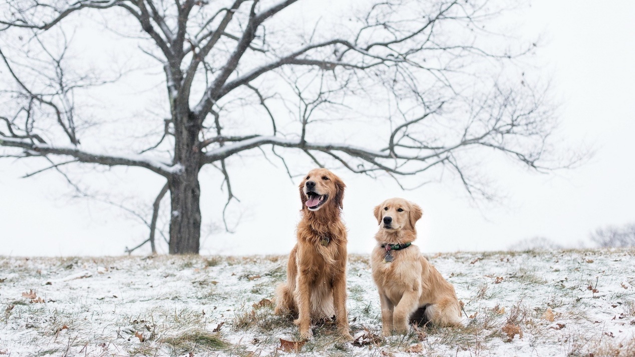 金毛吃什么狗粮又爱吃又健康呢,金毛应该吃什么狗粮最好呢