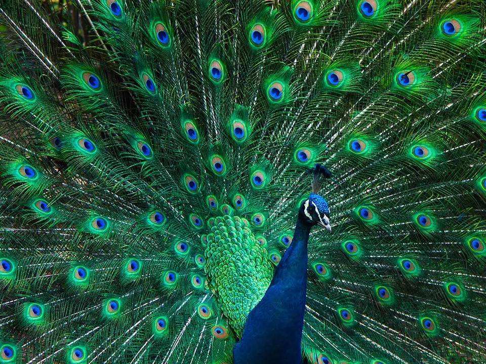 鸟类求偶成本,鸟类有哪些求偶方式呢