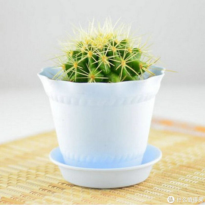 适合家里养的净化空气的植物,哪些植物对猫咪无毒又能吸附甲醛