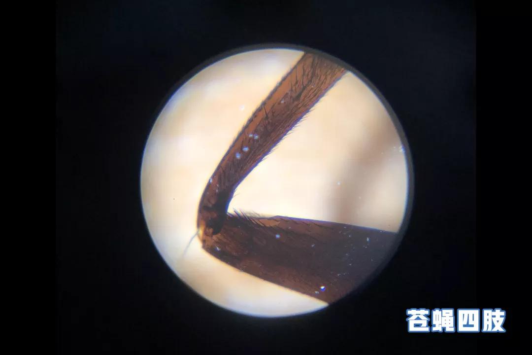 不务正业的显微镜,显微镜不务正业