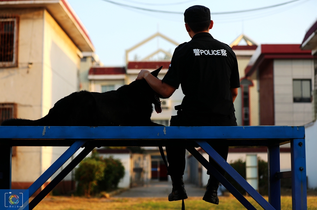 警犬训犬师的工作和生活,如何成为一名合格的警犬训导员