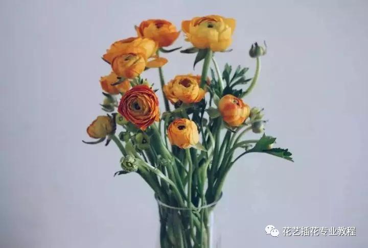 学花艺必备的花语,花艺师要知道的花与花语