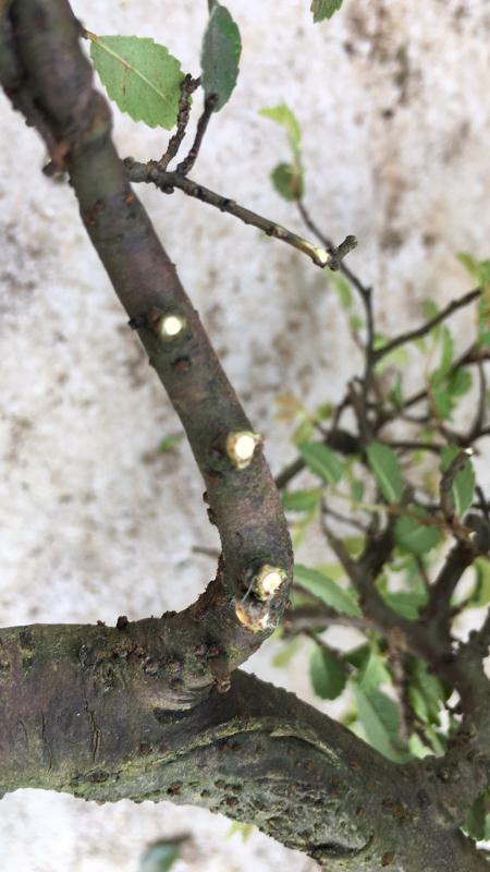 新手也能学会的修剪盆景技巧,枸杞盆景修剪技巧图解