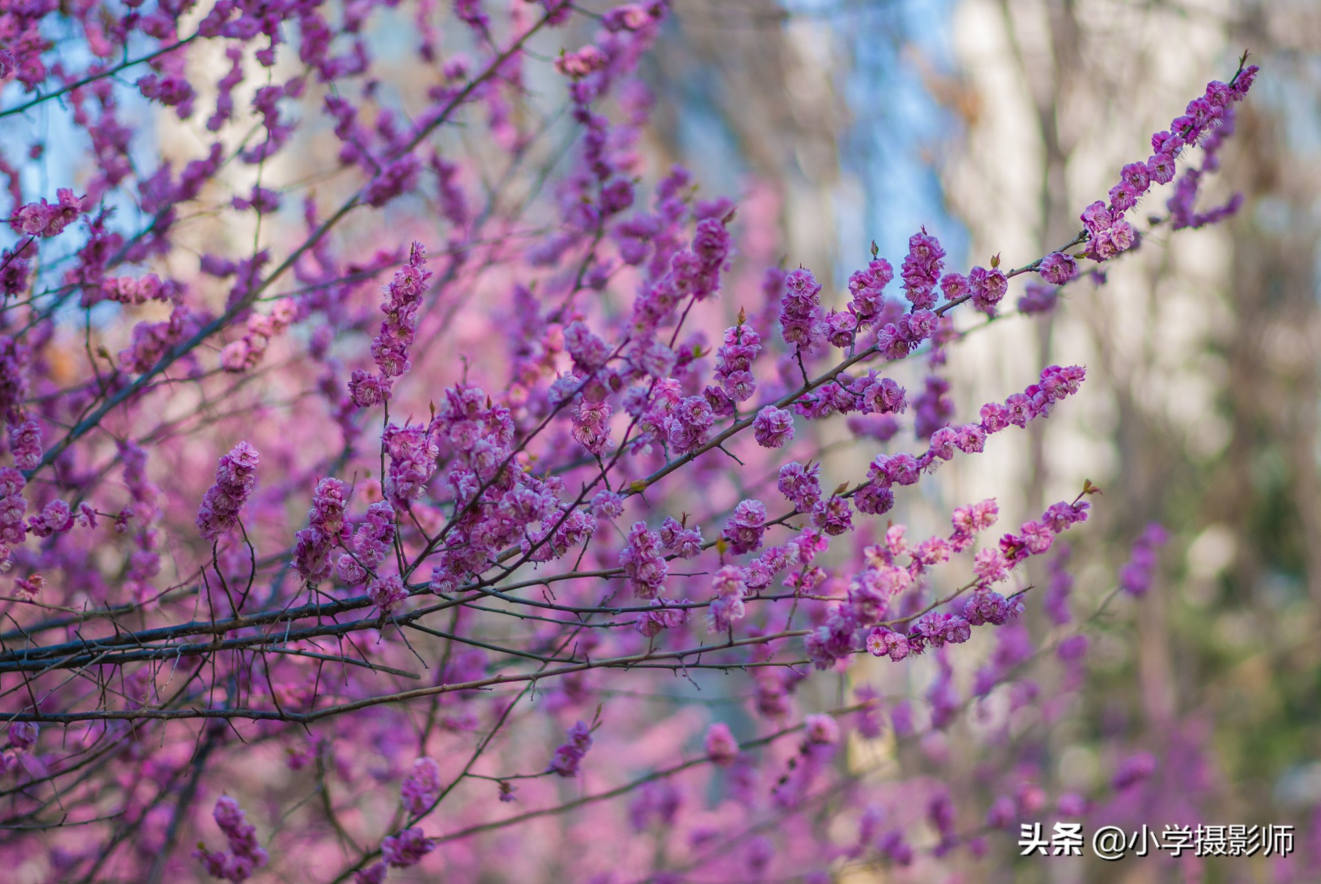 1600超长焦镜头,尼康55-1.8人像镜头