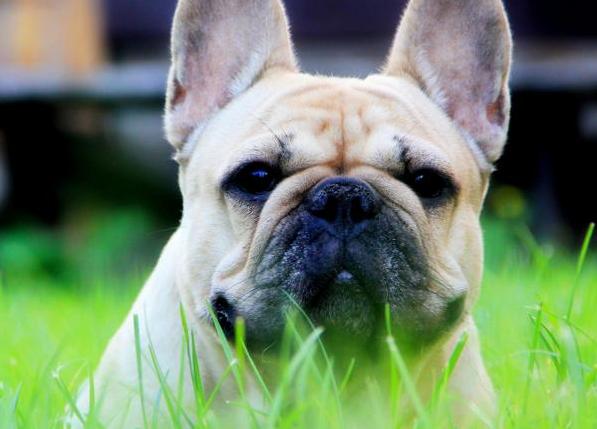 养法国斗牛犬需要注意什么,养法国斗牛犬脏吗