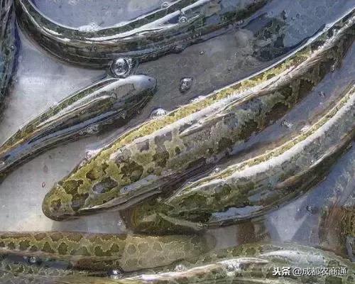 黑鱼怎么养殖,黑鱼苗的养殖技术