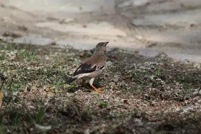 北方常见鸟类大全图片及名称,南大常见的鸟类有哪些