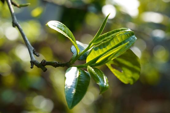 我的“真”你知道丨七彩云南·庆沣祥“全球讲真督茶官”为你鉴真