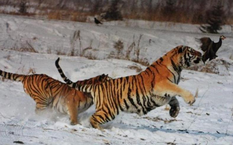 野生东北虎遇到人会主动攻击吗,为了自保杀死东北虎违法吗