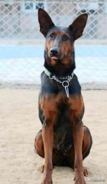 金毛禁养犬名单曲靖,曲靖麒麟区城区养犬标准规定