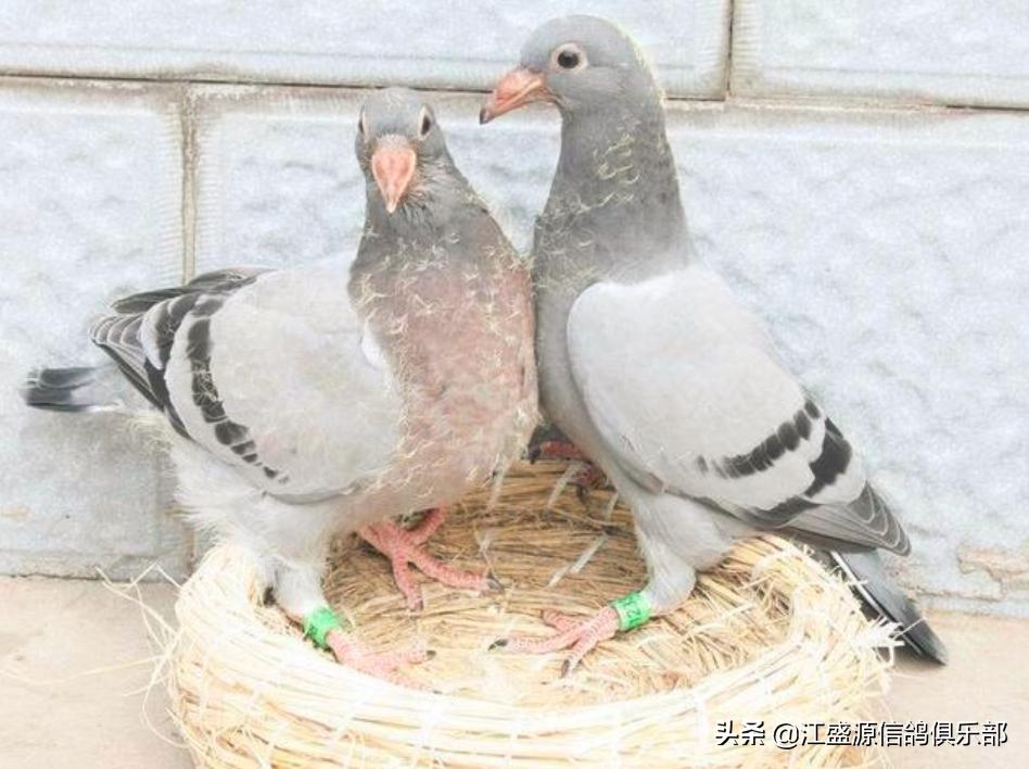 雏鸽时怎么分辨羽色,怎样识别公鸽和母鸽