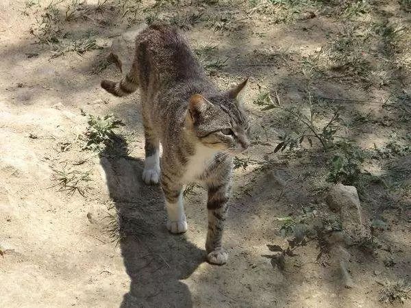 猫咪便秘怎么办教你一招解决,猫咪便秘大便干燥怎么解决