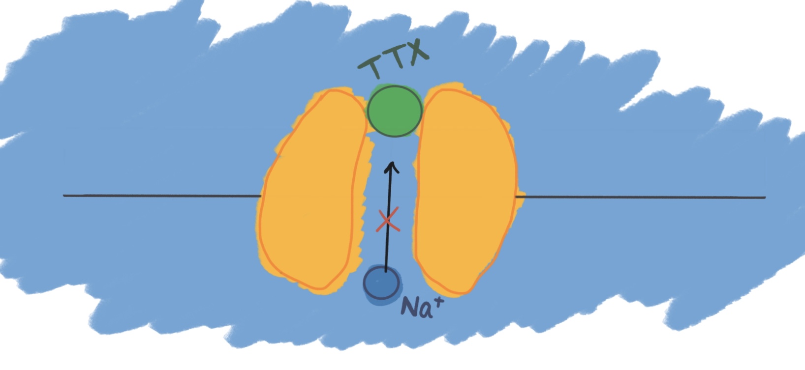 神经毒素到底有多可怕,vx2神经毒素的杀伤力