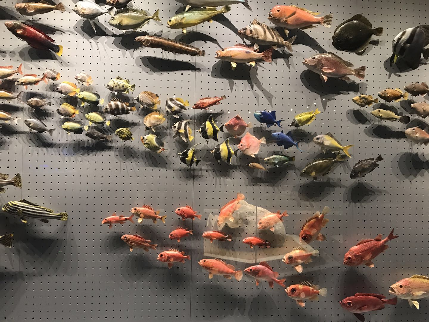 海洋博物馆带孩子游玩攻略,国家海洋博物馆最全攻略来了