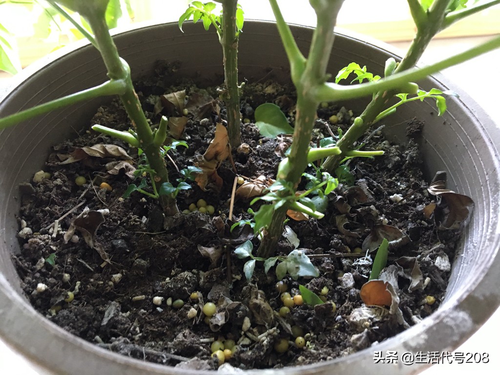 花盆里长蘑菇是好事还是坏事,花盆土里长蘑菇是好是坏