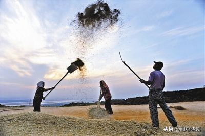 麦子熟了你还回来吗,麦子熟了还记得小时候收麦场景吗