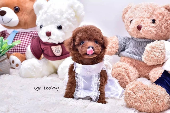 泰迪犬掉毛是怎么回事,泰迪犬掉毛的3大原因