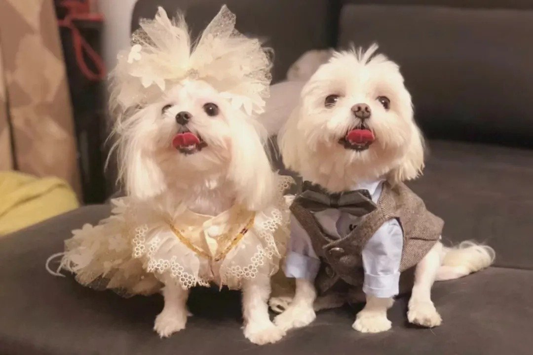 狗狗相亲大会30只柯基,柯基找对象要找有经验的大狗吗