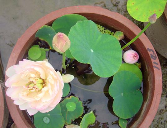 碗莲为什么不开花怎样养才能开花,碗莲怎么养才能开花又快又多