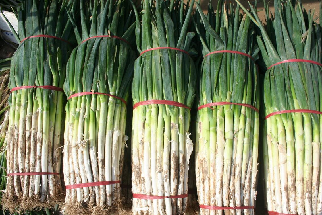 保存大葱不空心不黄叶的好方法,大葱怎样保存不干而不烂