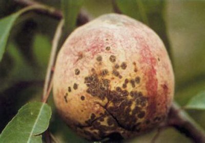 桃果面有斑锈是怎么回事,桃果肉发黑怎么回事
