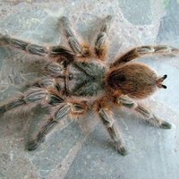 被过分*制抵**的爬宠，能不能存在于阳光之下？