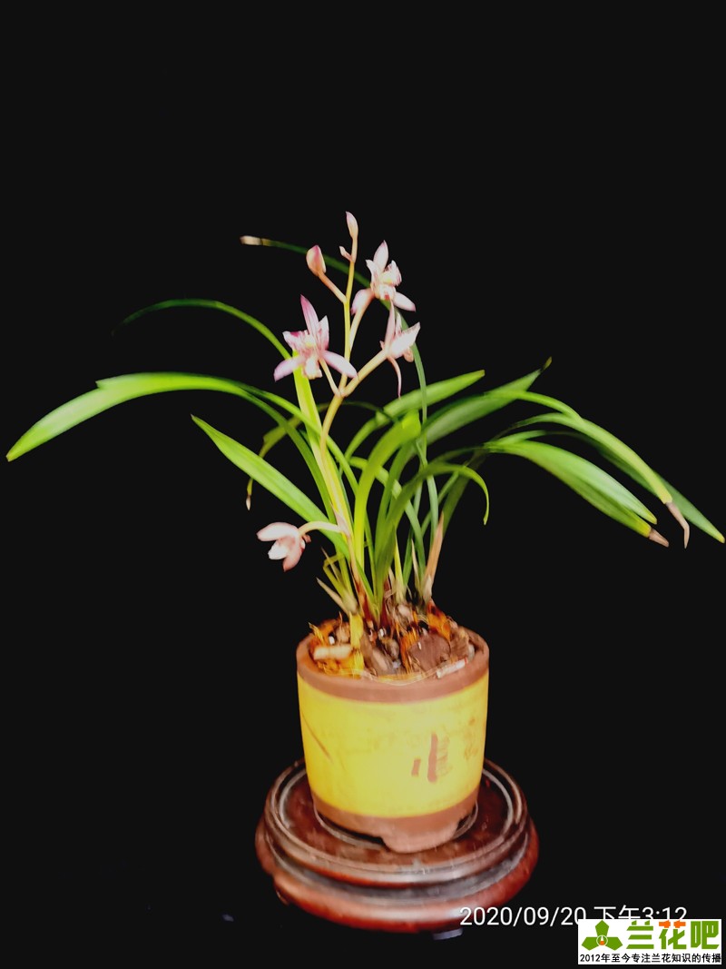 兰花浇水为了达到“润”,在3种花盆上,分享我走的弯路