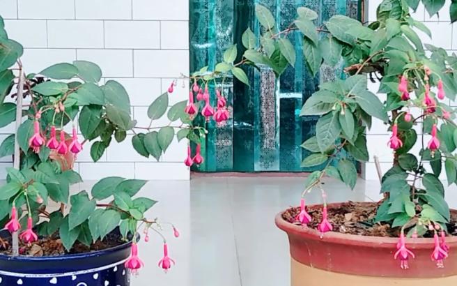 想要倒挂*钟金**不招飞虫？不用农药和烟头水，只要用它就可以搞定