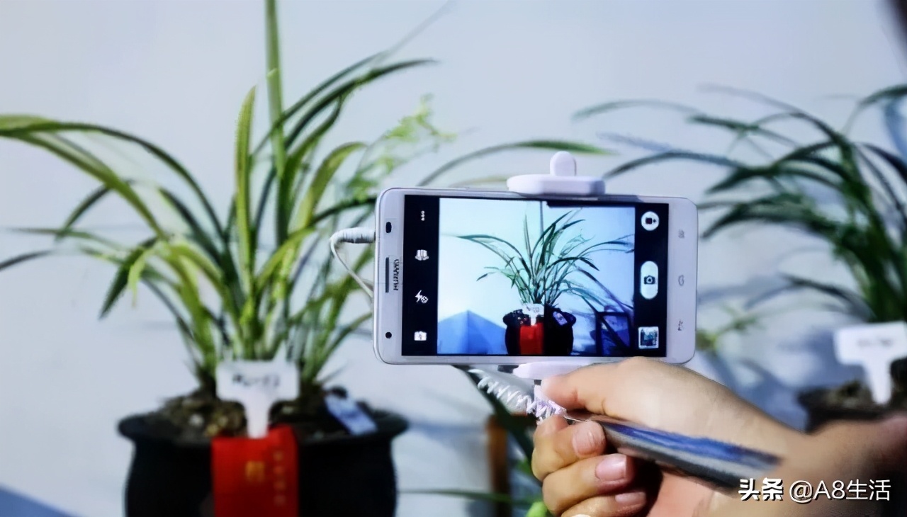 每日一品花草图片,每日一品