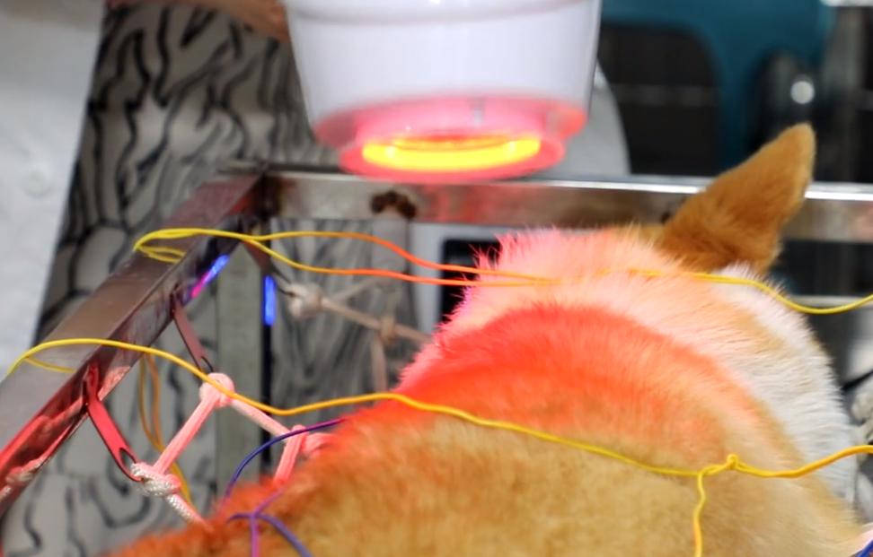 柯基狗狗安乐死,河南柯基无偿领养