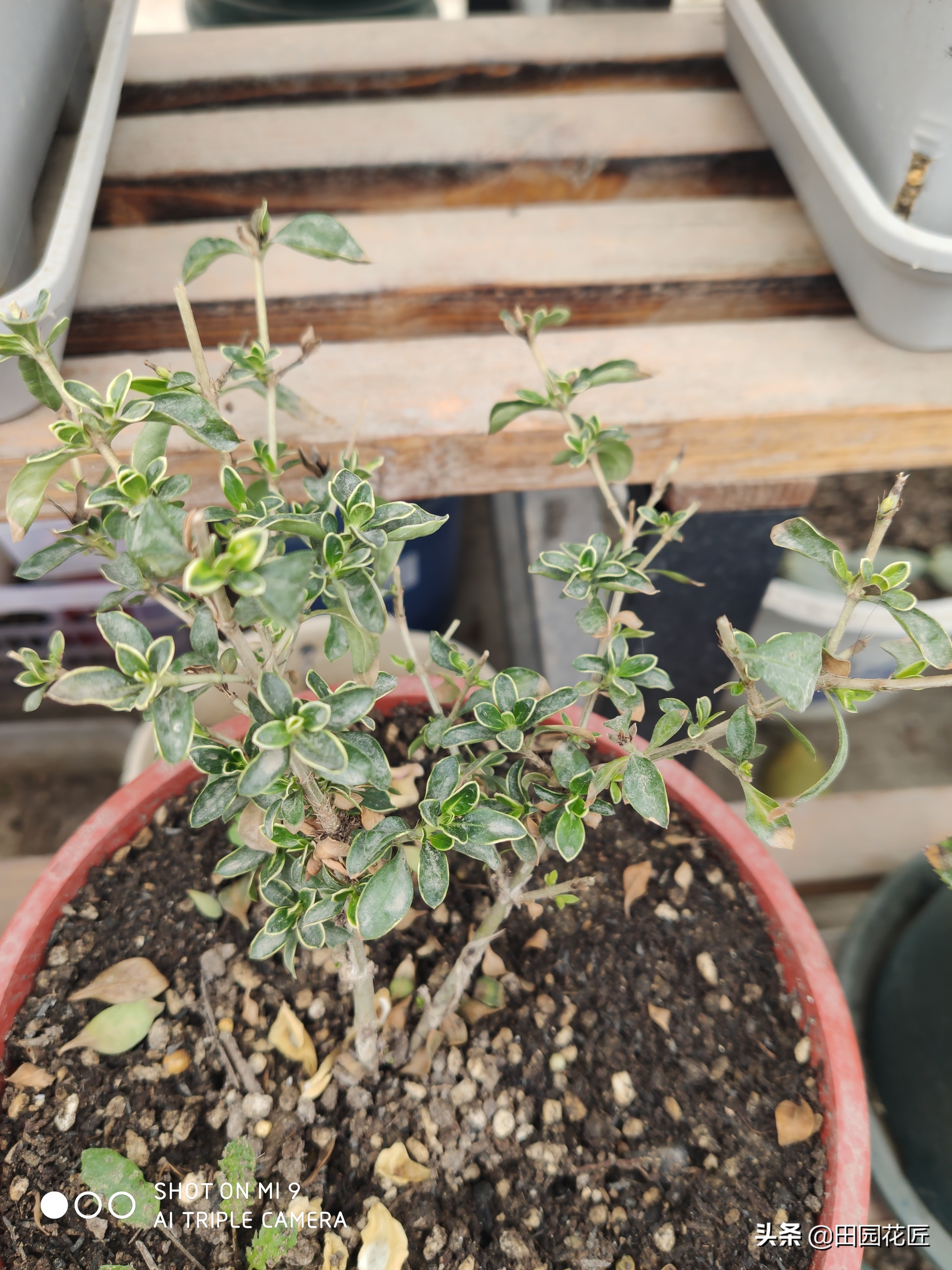 六月雪叶片发黄解决方法,六月雪叶子的养护方法