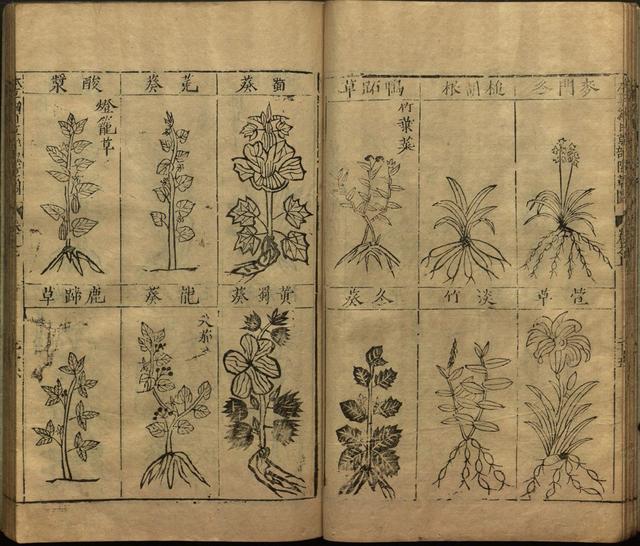 李时珍与本草纲目ppt课件,神农本草经正版李时珍书籍