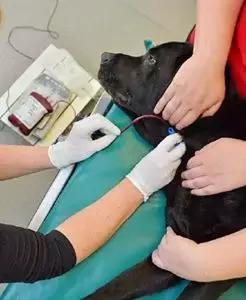 给宠物献血有什么好处,宠物献血的好处和坏处