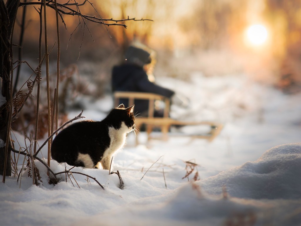 遇到遗失宠物怎么办,宠物寄送中宠物丢失怎么处理