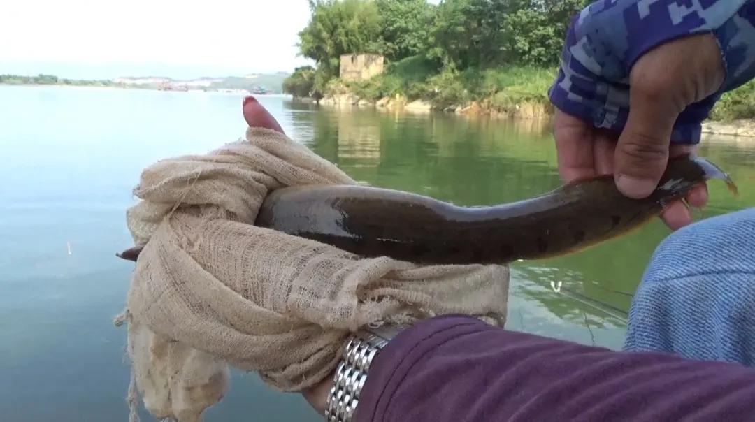 钓海鱼哪些鱼会伤人,钓鱼主动刺鱼与被动刺鱼