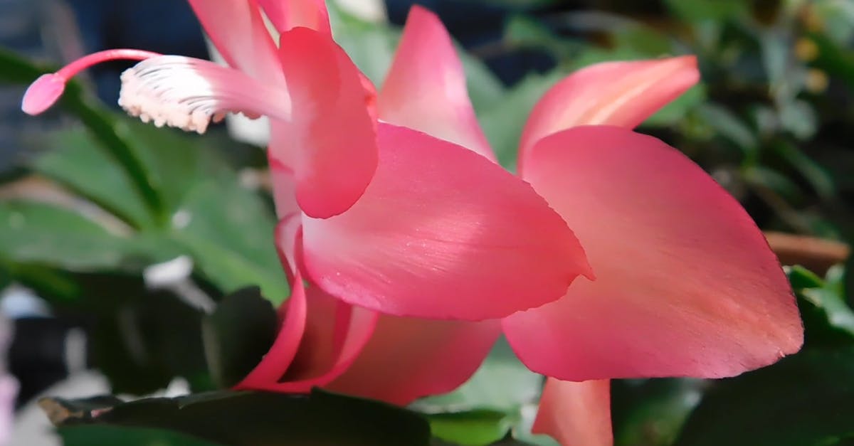 圣诞植物大全,圣诞节植物