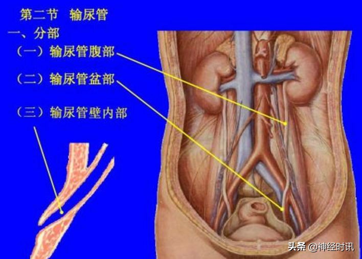 肾脏输尿管膀胱前列腺结构,肾输尿管膀胱解剖示意图