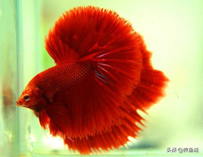 斗鱼养不红原因,斗鱼饲养问题养的斗鱼很容易死