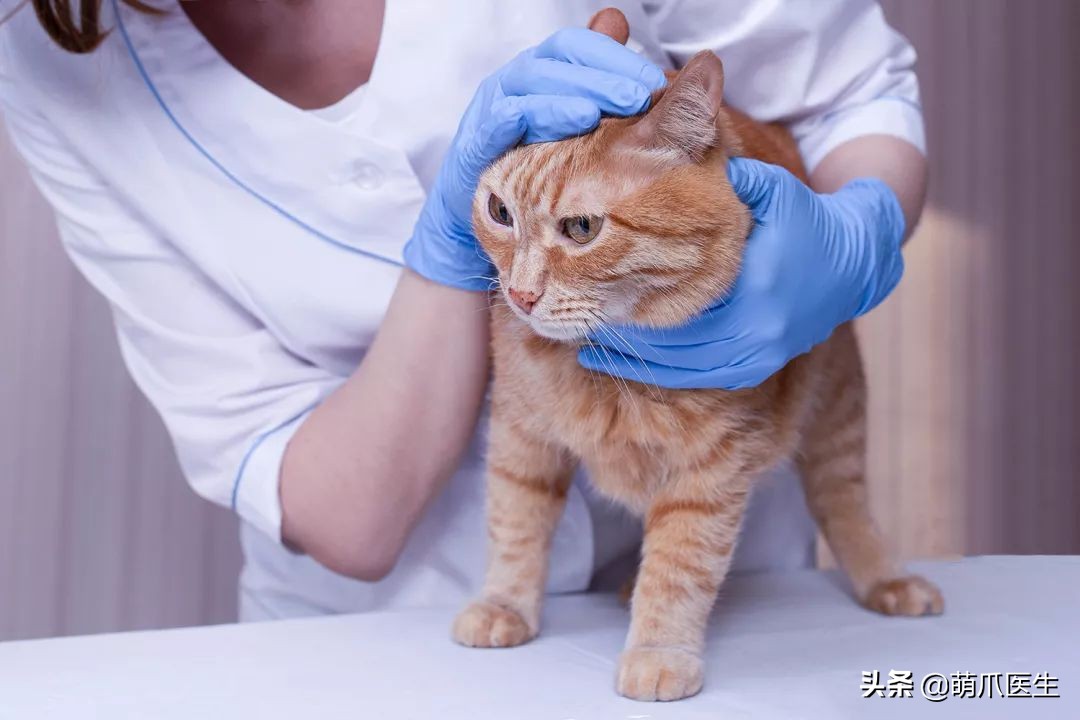 猫咪居然“长黑头”！？是家里太脏了吗！