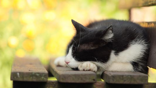 猫咪走丢了教你一招就能找回来,猫咪丢了怎么办超详细找猫方法