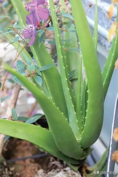 阳台种菜初学者种什么菜,阳台种菜最易种的菜有哪些