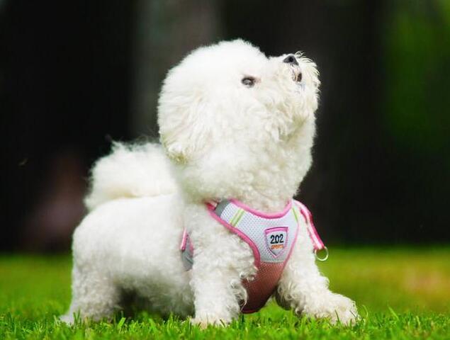 比熊犬体臭解决方法,比熊犬怎么去除异味