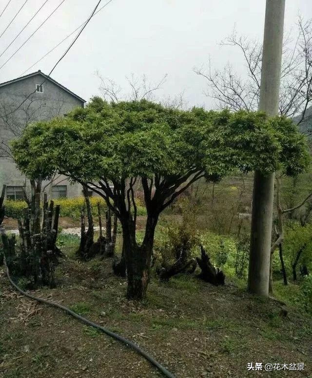 家有黄杨世代栋梁是指哪种黄杨,家有黄杨代代出栋梁