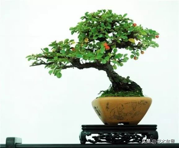 适合客厅养的盆景植物,茶桌上养什么盆景植物