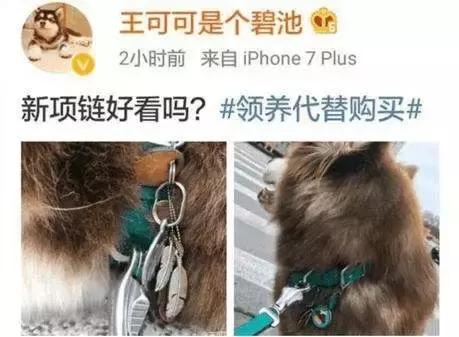 比黄金贵几倍的银饰，王思聪给爱犬买的项链就是这个牌子