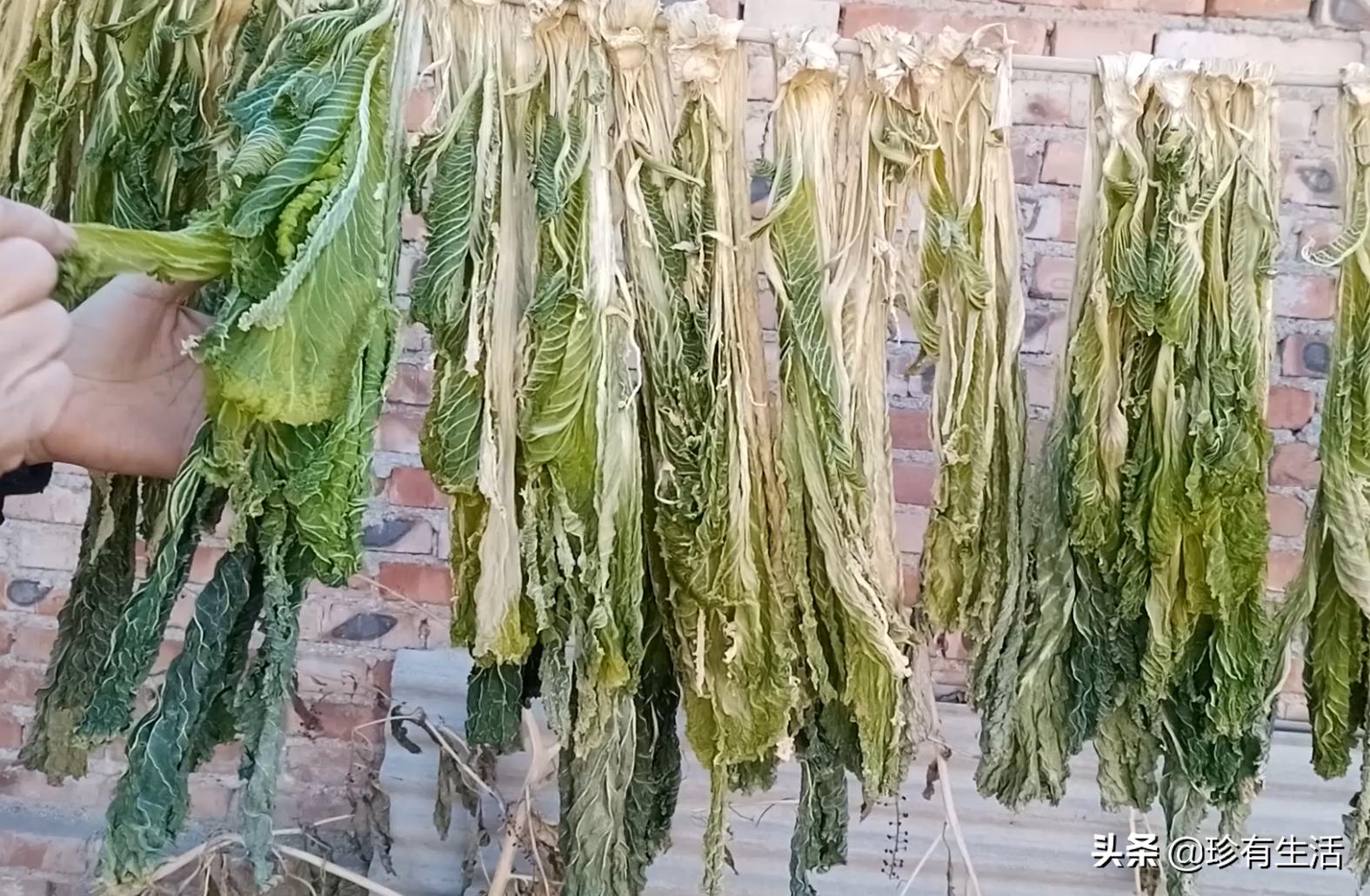 黄心白菜保存,蓟县背阴白菜